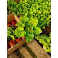 矾根批发 多年生草本宿根花卉 绿化用苗 花坛租摆观赏 尚浩