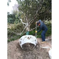 7-18公分枇杷树 枇杷树销售 杭州塘西枇杷合作社 电议