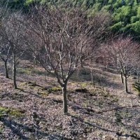 宁波小方红枫樱花销售各种规格红枫树、樱花树