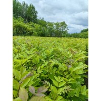 水曲柳二年苗 水曲柳小苗 东北绿化苗木销售 长白山苗木