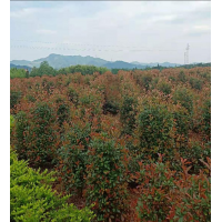 红叶石楠柱 金森女贞球 园林绿化 金华市婷翔苗木专业合作社