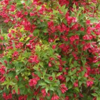 红王子锦带工程苗，红王子锦带造型苗，红王子锦带供应