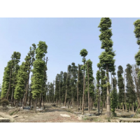 金丝楠木种苗/袋苗 3-60公分金丝楠木树 温江金丝楠园艺场