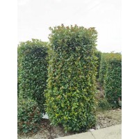 上虞苗圃红叶石楠柱子高2-2.7米冠0.8-1.2米量大