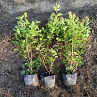 红花继木小毛球，金禾女贞大杯，小叶栀子大杯苗 金华苗木