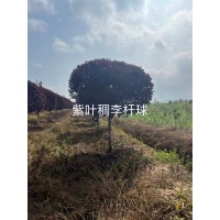 紫叶稠李杆球 8-10公分高杆紫叶稠李 少帅苗木基地 东北苗木