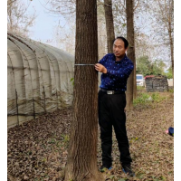 安徽宿州直杆榆基地,直杆榆价格,直杆榆照片 森苗园艺