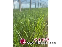 粉黛乱子草基地 精品粉黛乱子草 粉黛乱子草价目表 美都花卉图1