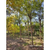 老国槐8～16公分 国槐行道树 山东国槐树销售