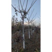 定植6-8公分核桃 东北苗木 明水润富苗木专业种植合作社