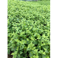 金叶风箱果苗 紫叶风箱果苗 波泥河镇彩叶苗木基地 东北苗木