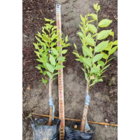 金叶榆 金叶榆小苗 金叶榆杯苗 东北苗木 波泥河彩叶苗木基地
