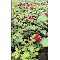 锦绣彩叶苗木基地供应抗寒月季花，四季玫瑰苗，建圃小苗