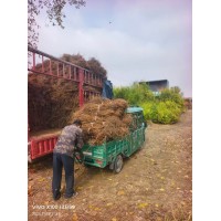 出售紫穗槐裸100万处理中 紫穗槐苗 安国盛璟园林绿化