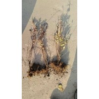 地栽红叶小檗 青州盛泽兴来花卉种植有限公司