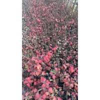 大盆大花月季老桩，火焰卫茅 盛泽兴来花卉种植有限公司