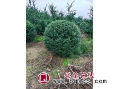 小叶女贞球，小叶女贞造型，大冠幅卫矛绿篱图1