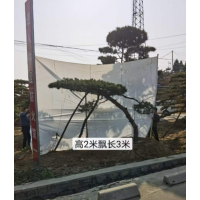 造型油松，造型黑松，造型古树 亚美园林绿化工程