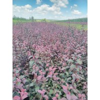 红叶榆叶梅-榆叶梅小苗-吉林绿化苗木-九台泽佳苗木基地