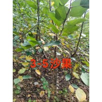 3-5公分沙果苗 东北苗木 园林绿化苗 瑞鑫苗圃