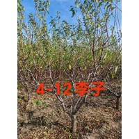 4-12公分李子苗 果树苗 东北苗木 荒山绿化 瑞鑫苗圃