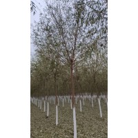 柳树胸径2-20 柳树 旱柳垂柳 东北苗木基地 瑞鑫苗圃