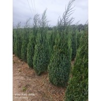 沈阳桧柏_优质沈阳桧柏_沈阳桧柏价格