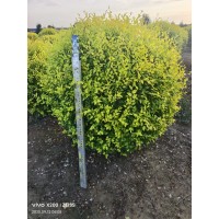 金叶榆_高接金叶榆价格_矮接金叶榆基地_嫁接金叶榆小苗