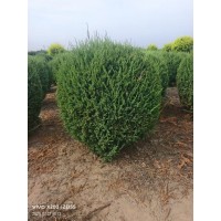 丹东桧柏球价格|优质丹东桧柏球 小成苗圃