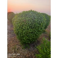 元宝枫球-元宝枫造型球-东北苗木-苗木造型-小成苗圃