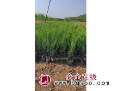 侧柏小苗-侧柏杯苗-侧柏-东北绿化苗木-小成苗圃图1