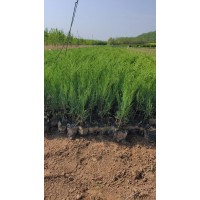 侧柏小苗-侧柏杯苗-侧柏-东北绿化苗木-小成苗圃