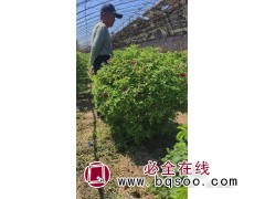 玫瑰球-四季玫瑰造型球-苗木绿篱球-东北苗木-小成苗圃图1