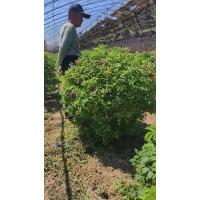 玫瑰球-四季玫瑰造型球-苗木绿篱球-东北苗木-小成苗圃