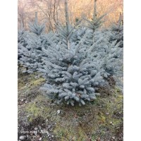 美国蓝杉 东北苗木基地发货 盆景绿化乔木树苗批发价电议 小成苗圃
