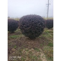 红叶李球，红叶李杆球-东北绿化苗木 绿篱球 电议价格 小成苗圃