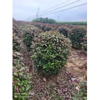 红叶李球-高杆红叶李球-绿篱球-东北苗木基地-电议现货-小成苗圃