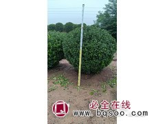 供应：冠幅20-120cm黄杨球，河南省偃师市黄杨基地图1