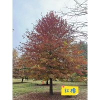 红槲栎 北方红橡 道路园林风景树 绿化工程行道树 硕磊园林