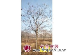 栾树 绿化园林景观树 树型好 城市道路工程树 硕磊园林绿化图1