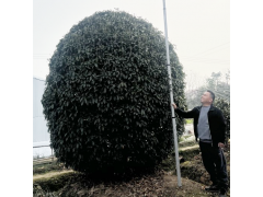 桂花树 精品桂花价格 金银桂花销售 恒春花木示范基地 电议价格优惠图1