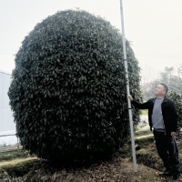 桂花树 精品桂花价格 金银桂花销售 恒春花木示范基地 电议价格优惠
