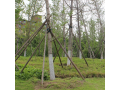 10-36公分实生银杏/嫁接银杏 东台银杏价格 江苏银杏树价格 电议 南燕苗圃图1