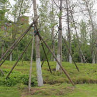 10-36公分实生银杏/嫁接银杏 东台银杏价格 江苏银杏树价格 电议 南燕苗圃