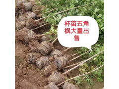 杯苗五角枫大量出售 五角枫小苗大量供应 跃聪园林绿化 李二领 电议图1