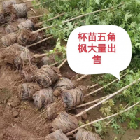 杯苗五角枫大量出售 五角枫小苗大量供应 跃聪园林绿化 李二领 电议