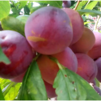 李子苗-吉字号糖罐-果甜脆，果肉新鲜，酸甜适度、果味浓郁-胜源果树繁育基地