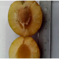 李子苗-吉糖罐、吉晚红血肉、红叶红血肉-胜源果树繁育专业合作社 电议