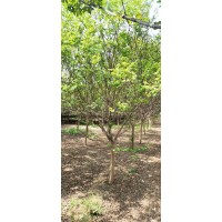 12公分紫薇树 红花紫薇 苗圃直供 园林绿化树 阳杰苗木专业合作社