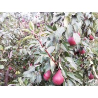 果树基地批发红香梨树苗 红啤梨小苗 正宗红梨树苗果园种植红梨树 永沣苗木